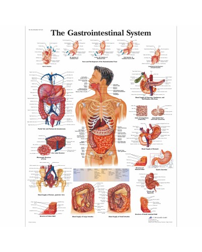 The Gastrointestinal System Chart